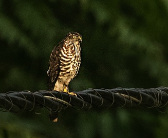 accipiter-01-kamrota-sd