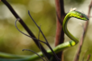 ahaetulla-dispar-ashok-mallik_orig