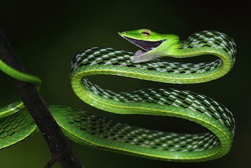 ahaetulla-nasuta-ashok-mallik_orig