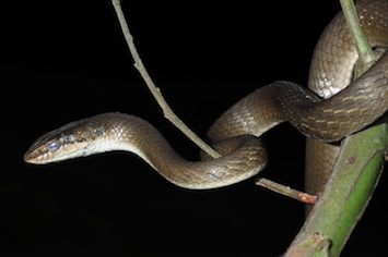 ahaetulla-perroteti-ashok-mallik_orig