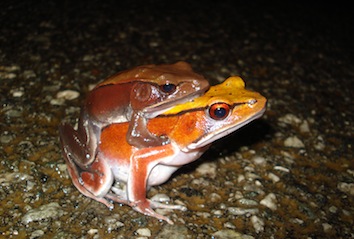 clinotarsus-curtipes-kp-dinesh_orig