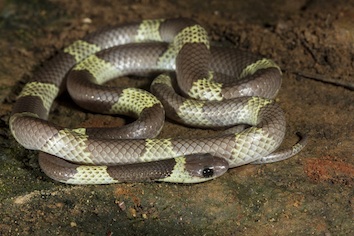 dryocalamus-nimpha-ashok-mallik_orig