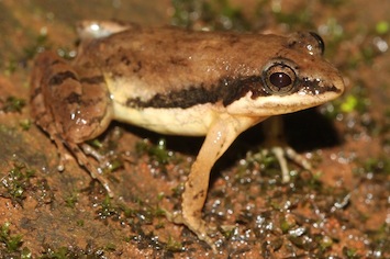 fejervarya-gomantaki-kp-dinesh-new_orig