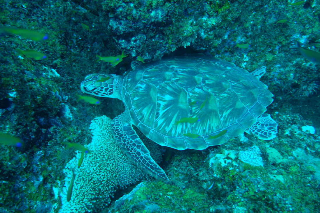 green-turtle-2_orig