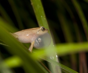 gudrikal-periyar-plateau-raorchestes-travancoricus-southern-expedition2009_1