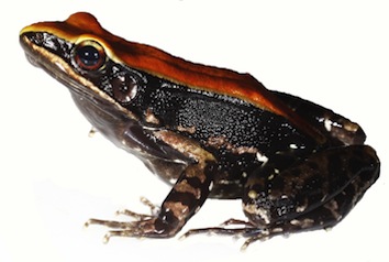 hydrophylax-malabaricus-kp-dinesh_orig