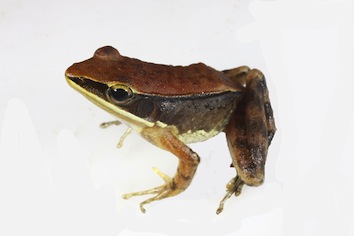 indosylvirana-caeseri-kp-dinesh_orig