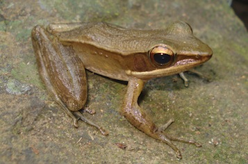 indosylvirana-indica-kp-dinesh_orig