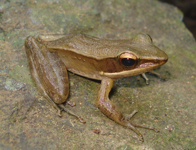 indosylvirana-indica_orig