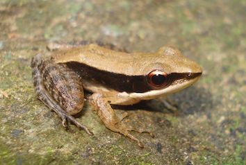 indosylvirana-intermedius-kp-dinesh_orig