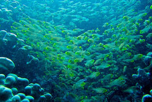 kartikshanker-kadmat-2012-apogonids