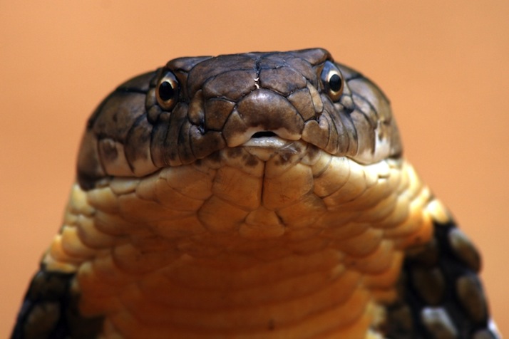 king-cobra-1-gowri-shanker_orig