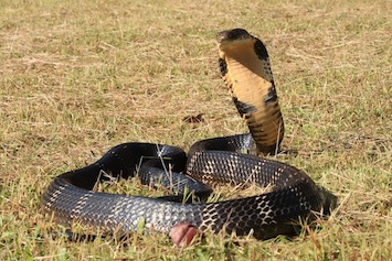 king-cobra-3-gowri-shankar_orig