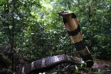 king-cobra-4-gowri-shankar_orig