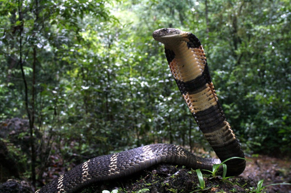 king-cobra-photo-by-p-gowri-shankar-kalilnga-foundation-full_orig
