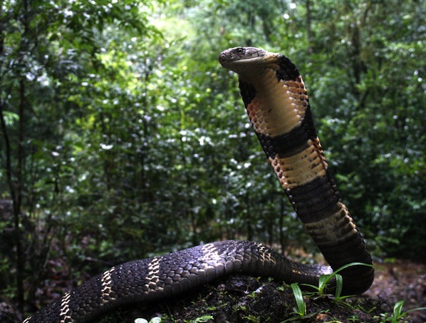 king-cobra-photo-by-p-gowri-shankar-kalilnga-foundation_orig