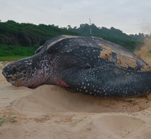 leatherback-little-andaman-2_1