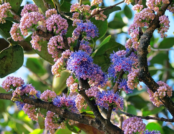 memecylon-umbellatum-inflorescences-mahadevgarh-at-amboli_orig