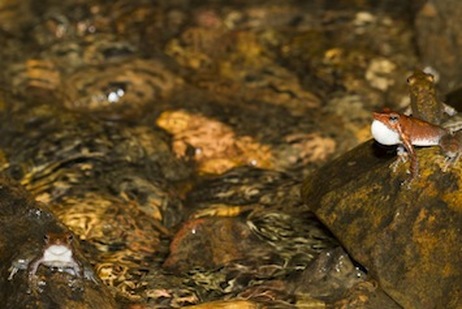 micrixalus-1-sp-vijayakumar