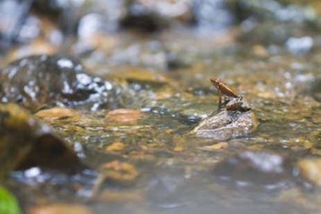 micrixalus-2-sp-vijayakumar