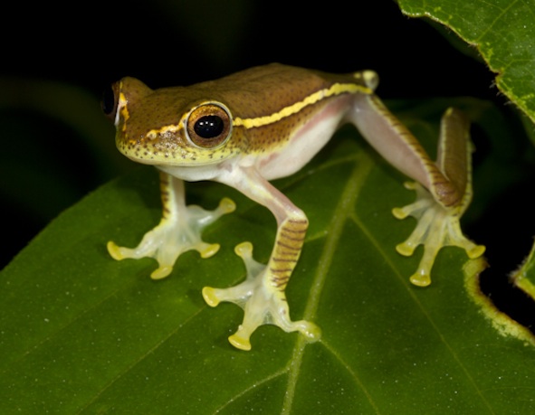 mssrf-rhacophorus-lateralis-wayanad-base2010_orig