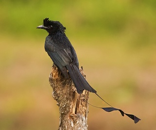 nicobar-greater-racket-tailed-drongo-01-north-south-road-sd