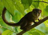 nicobar-tree-shrew-01-great-nicobar-biosphere-reserve-sd_1