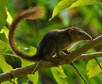 nicobar-tree-shrew-03-great-nicobar-biosphere-reserve-sd_1