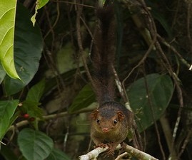 nicobar-tree-shrew-04-north-south-road-sd