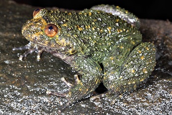 nyctibatrachus-acanthodermis-varun-torsekar_orig