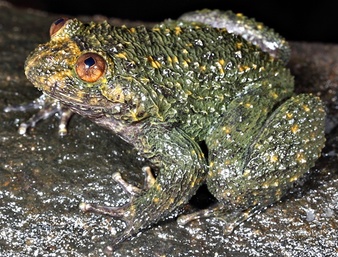 nyctibatrachus-acanthodermis_2