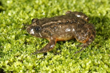 nyctibatrachus-deccanensis-varun-torsekar_orig