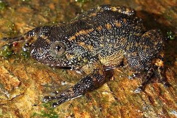 nyctibatrachus-jog-varun-torsekar_orig