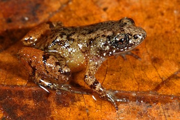 nyctibatrachus-minimus-varun-torsekar_orig