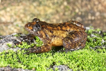 nyctibatrachus-pillai-varun-torsekar_orig