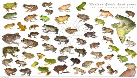 philautus-collage-lowres-vj_1