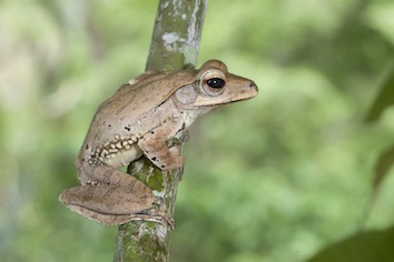polypedates-pseudocruciger-sp-vijayakumar_orig