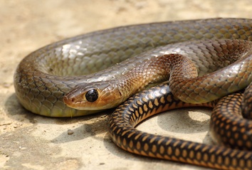 ptyas-korros-ashok-mallik_orig