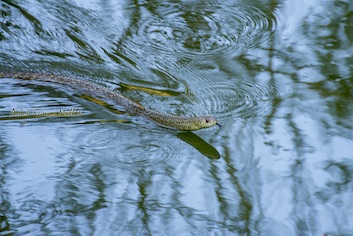 ptyas-mucosa-1-ashok-mallik_orig