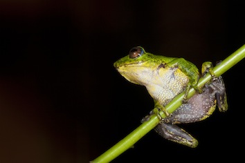 raorchestes-aff-chromasynchysi-sp-vijayakumar_orig