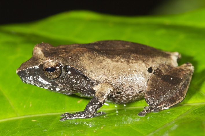 raorchestes-archeos-an-ancient-lineage-from-agasthyamalai-sp-vijayakumar_orig