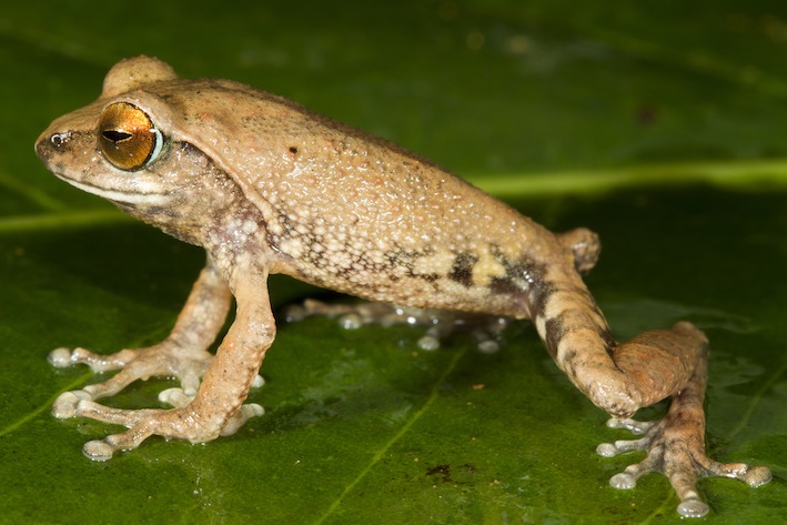 raorchestes-aureus-named-after-its-golden-iris-from-high-elevations-of-elivalmala-massif-sp-vijayakumar_orig
