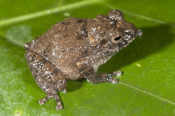 raorchestes-blandus-a-male-from-the-lowland-forests-of-anaimalai-sp-vijayakumar_orig