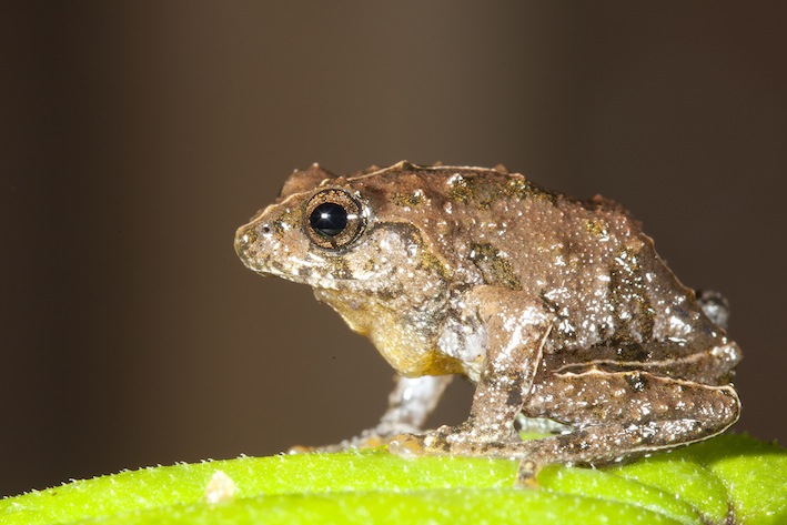 raorchestes-echinatus-from-grasslands-of-baba-budan-massif-sp-vijayakumar_orig