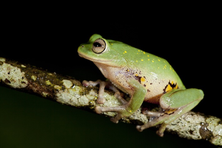 raorchestes-emeraldi-from-fragmented-forests-of-valparai-plateau-anaimalai-sp-vijayakumar_orig