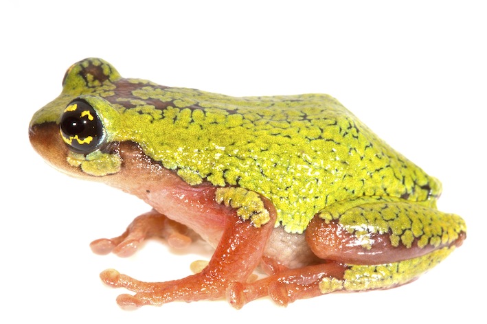 raorchestes-flaviocularis-megemalai-massif-a-member-of-ochlandra-grass-associated-clade-sp-vijayakumar_orig