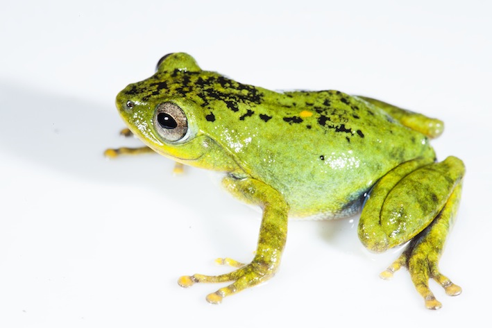 raorchestes-indigo-from-kudremukh-peak-area-sp-vijayakumar_orig