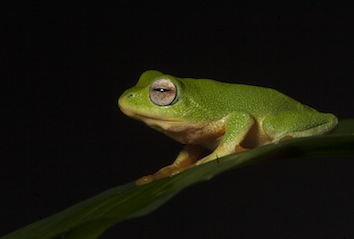 raorchestes-jayarami-sp-vijayakumar_1_orig