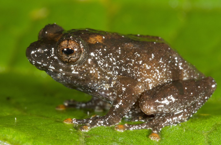 raorchestes-leucolatus-mid-elevations-of-elivalmala-massif-sp-vijayakumar_orig