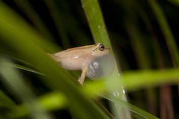 raorchestes-travancoricus-sp-vijayakumar_orig